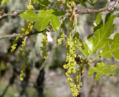 Quercus garryana