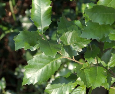 Quercus ilex