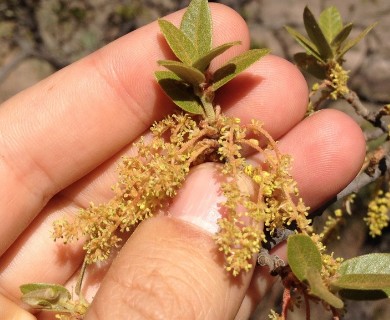 Quercus mexicana