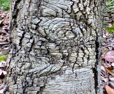 Quercus muehlenbergii