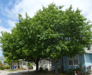 Quercus palustris