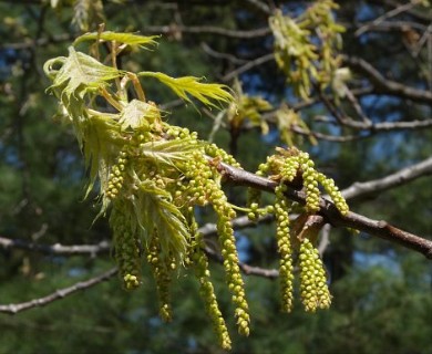 Quercus rubra