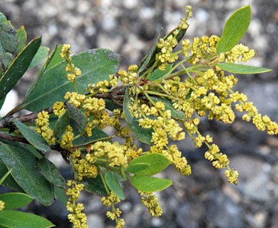 Quercus vacciniifolia