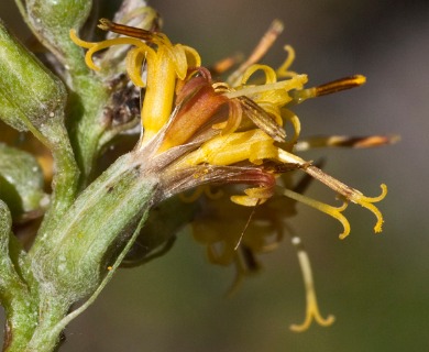 Rainiera stricta