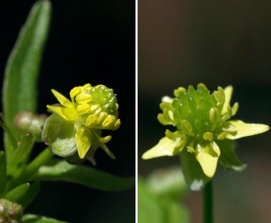 Ranunculus abortivus