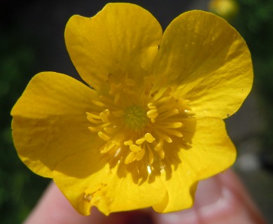 Ranunculus acris