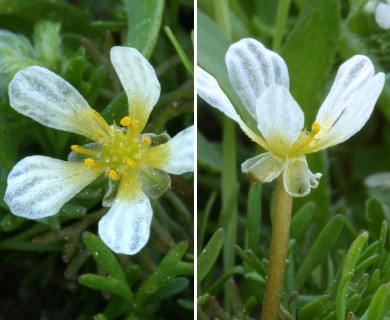 Ranunculus aquatilis