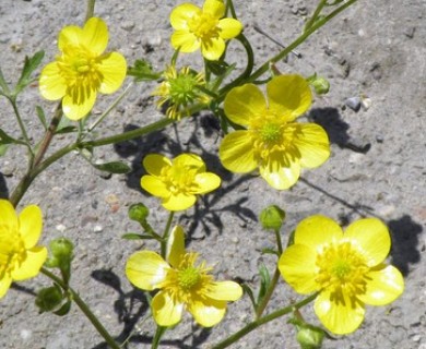 Ranunculus bulbosus