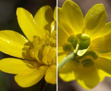 Ranunculus californicus