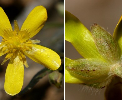 Ranunculus fascicularis