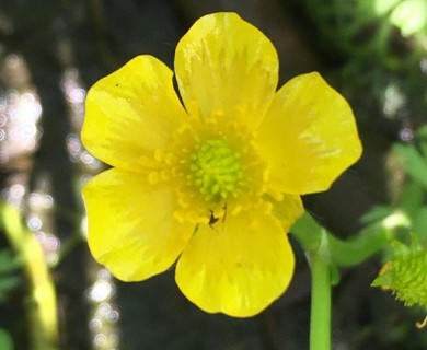 Ranunculus flabellaris