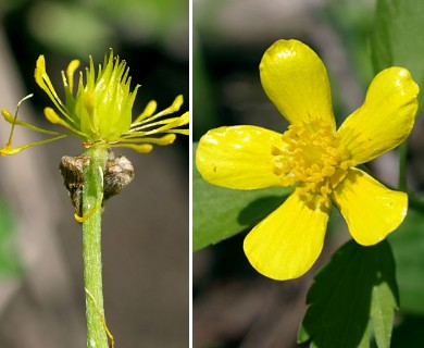 Ranunculus hispidus