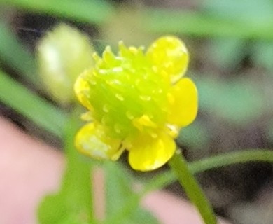 Ranunculus pensylvanicus