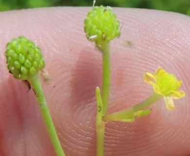 Ranunculus pusillus