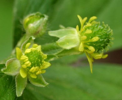 Ranunculus recurvatus