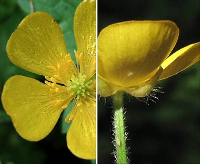 Ranunculus repens