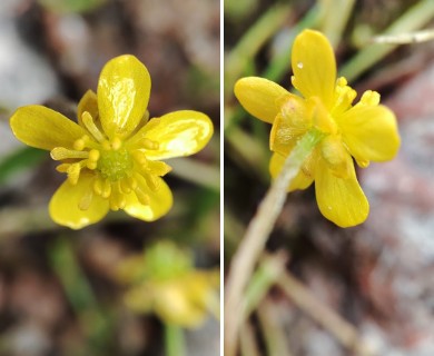 Ranunculus reptans