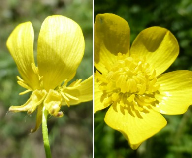 Ranunculus sardous