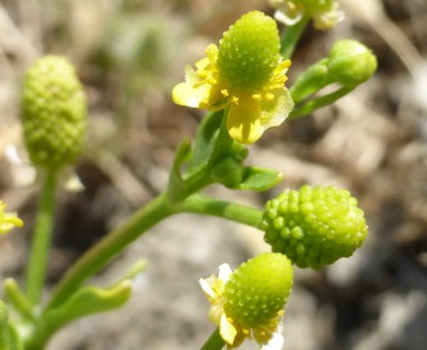 Ranunculus sceleratus