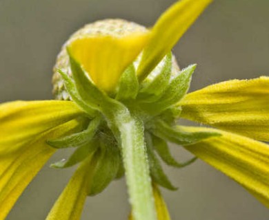 Ratibida pinnata