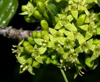 Rhamnus cathartica