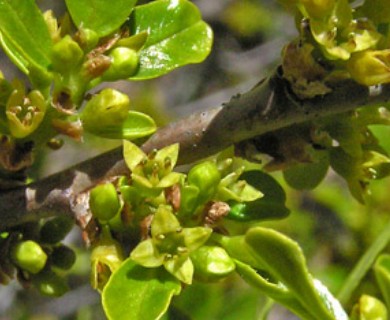 Rhamnus smithii