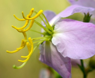 Rhexia mariana