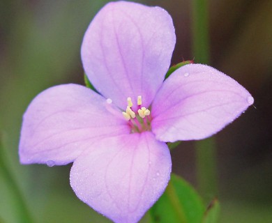 Rhexia nuttallii