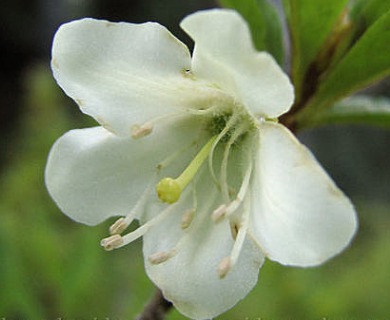 Rhododendron albiflorum