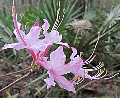 Rhododendron canescens