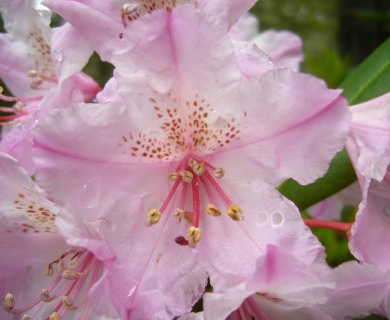 Rhododendron macrophyllum