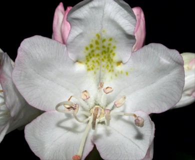 Rhododendron maximum