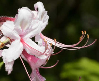 Rhododendron periclymenoides