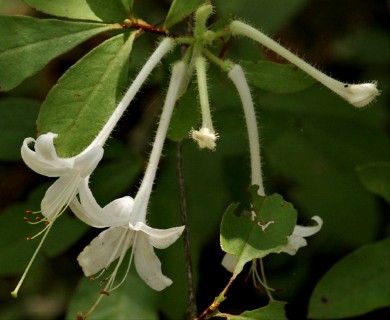 Rhododendron viscosum