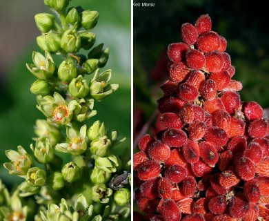 Rhus glabra