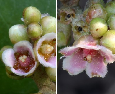 Rhus integrifolia