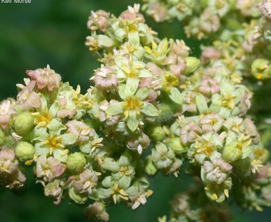 Rhus typhina