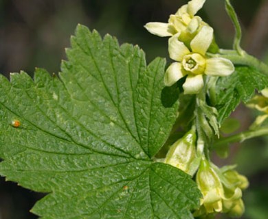 Ribes americanum