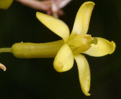 Ribes aureum