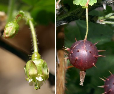 Ribes cynosbati