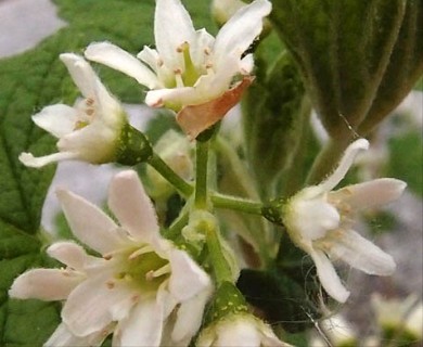 Ribes hudsonianum