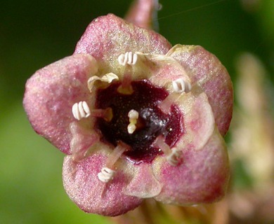 Ribes lacustre