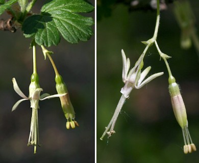 Ribes missouriense