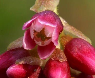 Ribes nevadense