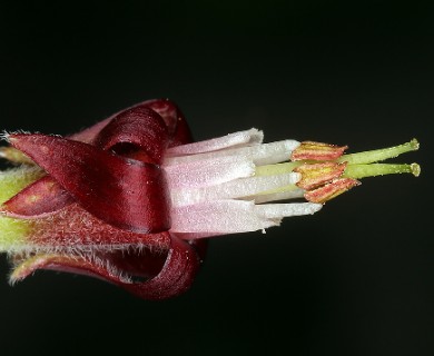 Ribes roezlii