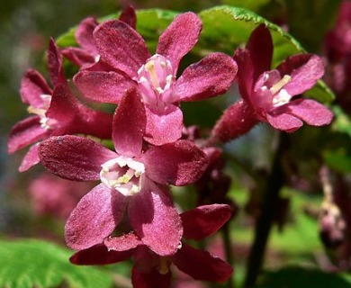 Ribes sanguineum