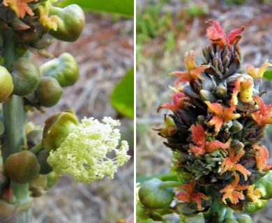 Ricinus communis