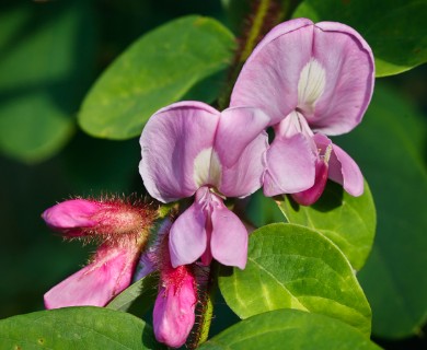 Robinia hispida