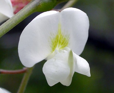 Robinia pseudoacacia