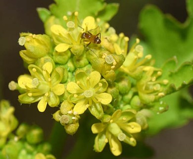 Rorippa sessiliflora